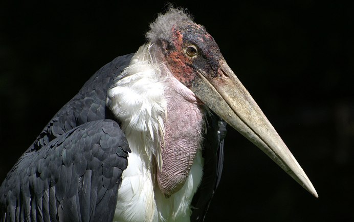 Птица лирохвост