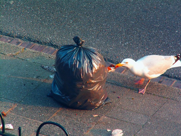 Королевский китоглав