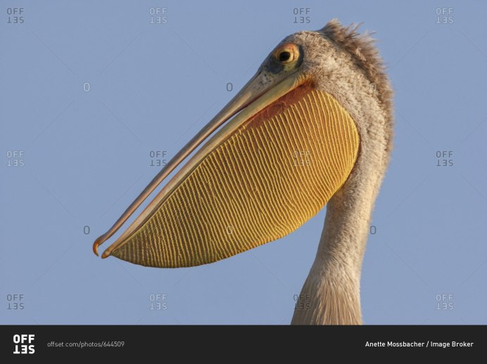 Розовоспинный Пеликан