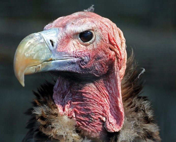 Птицы на помойке