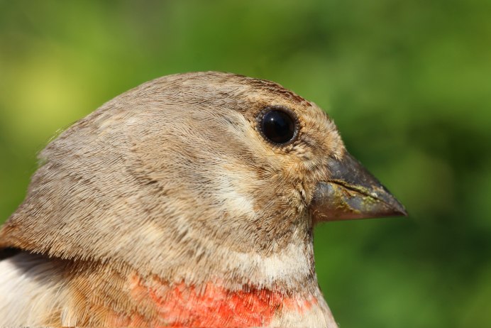 Клюв пеликана