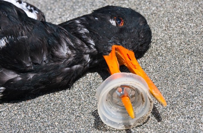 Баклан ловит рыбу