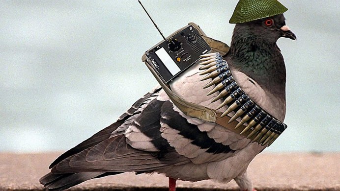 Птицы Запутавшиеся в воздушных