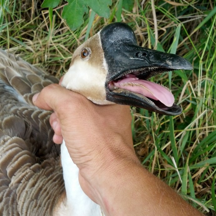 Андский Кондор размах крыльев