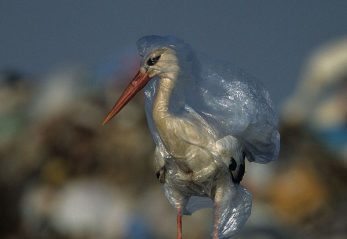 Пеликан сожрал голубя