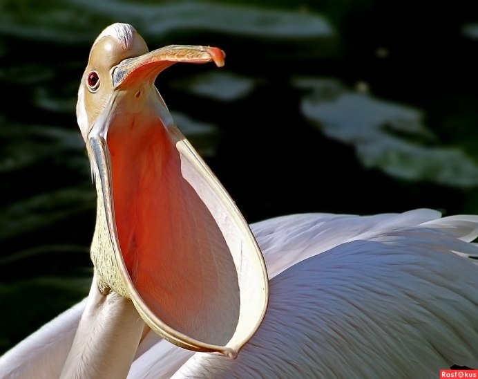 Среднеазиатская Горлица