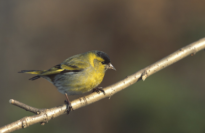 Goldfinch птенец
