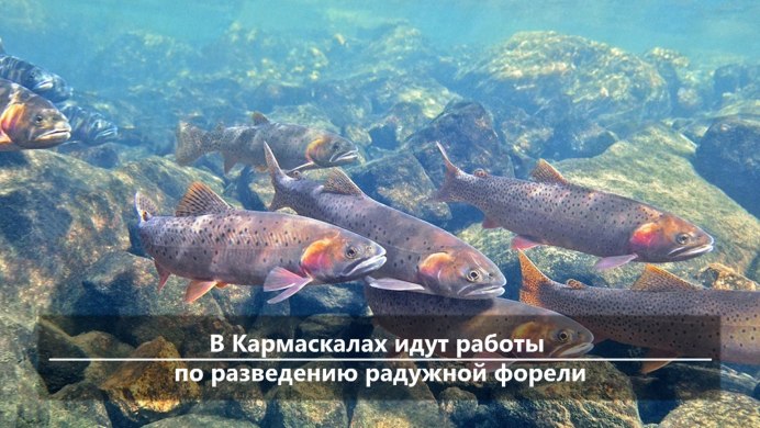 Чавыча Дальневосточная