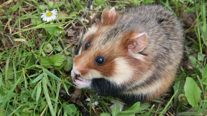 Обыкновенный хомяк Cricetus Cricetus