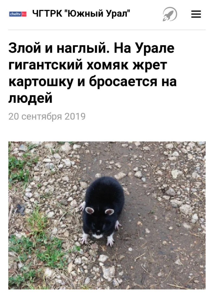 Лесной хомяк карбыш черный