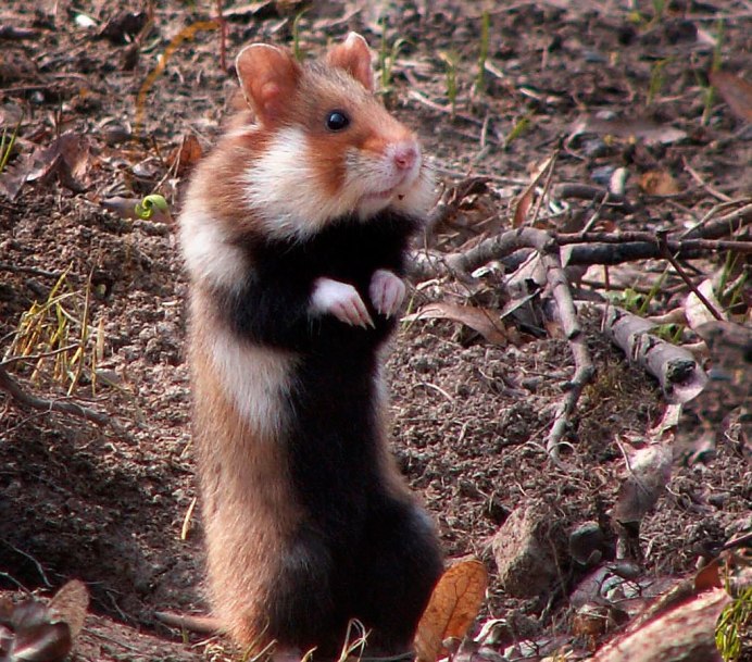 Обыкновенный хомяк Cricetus Cricetus