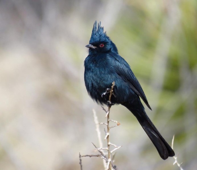 Brewer&#96;s Blackbird
