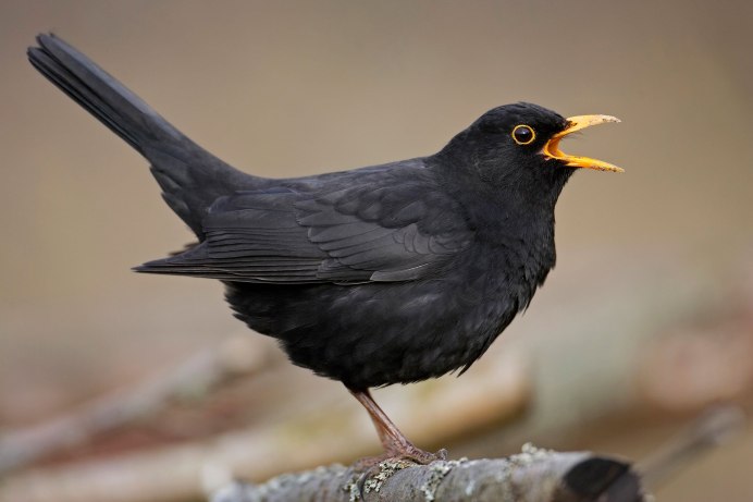 Желтоклювый Дрозд