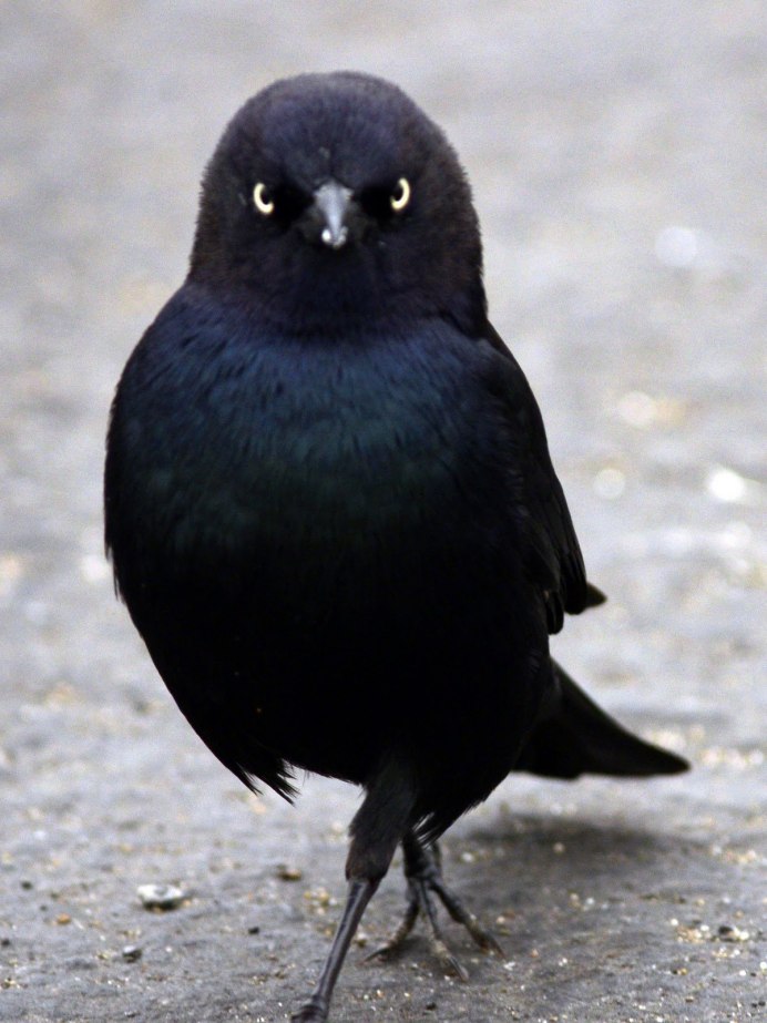 Галка (Corvus monedula)