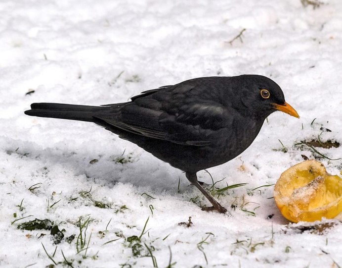 Черный певчий Дрозд