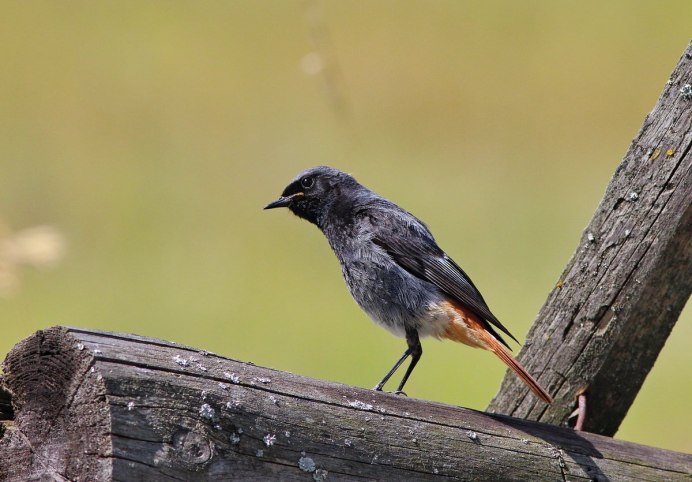 Черный Дрозд с оранжевым клювом