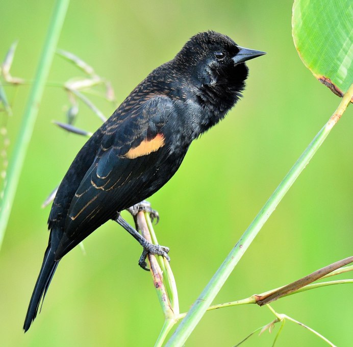 Желтоклювый Дрозд