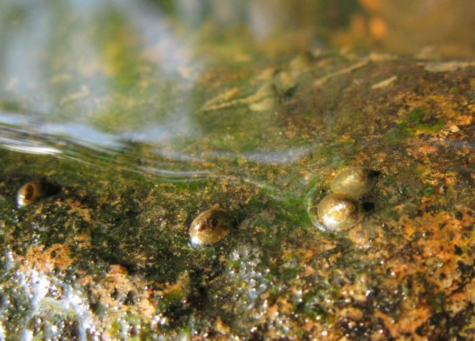 Акролюкс (Acroloxidae)