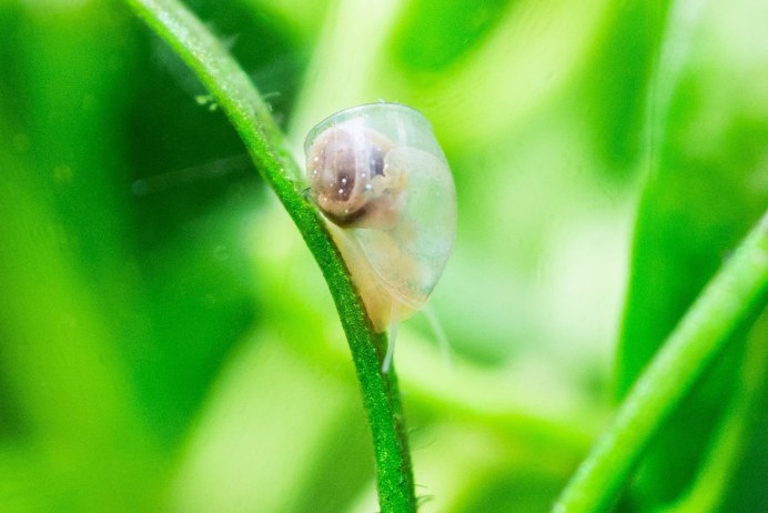 Улитка Хелена мальки