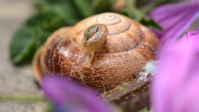 Палочка с улиткой на конце