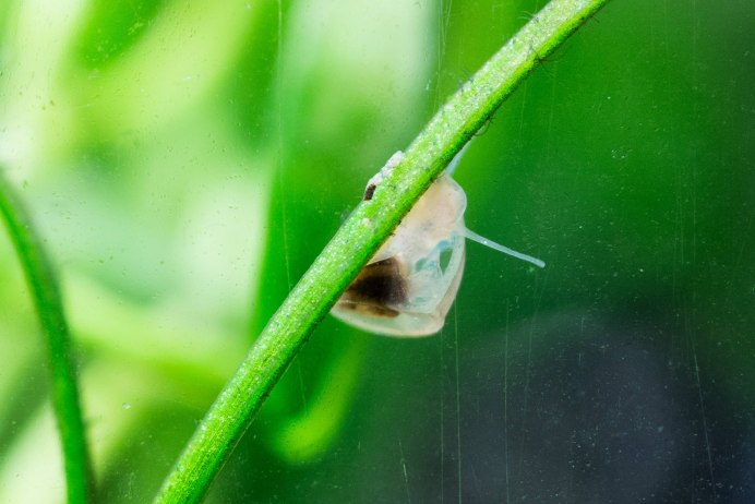 Маленькая улитка в аквариуме