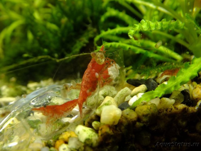 Акролюкс (Acroloxidae)