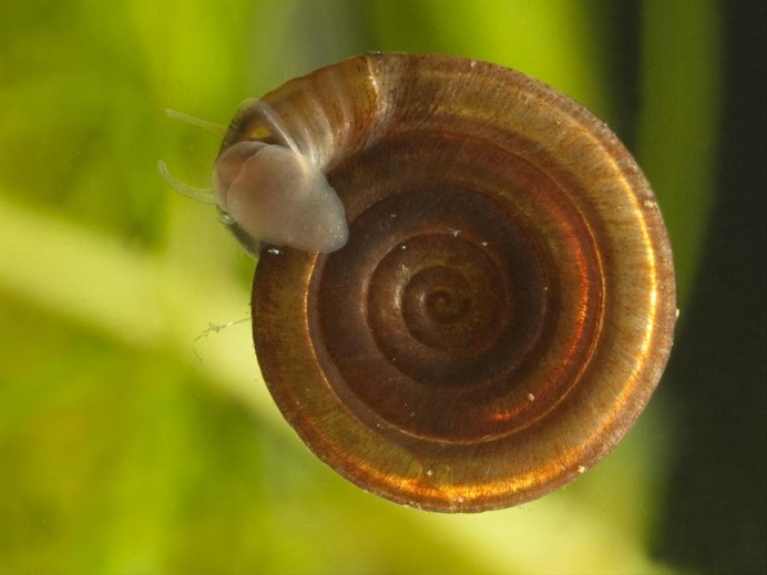 Как красиво сфотографировать улитку