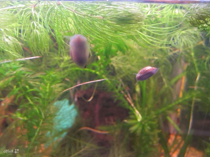 Остракоды аквариумные