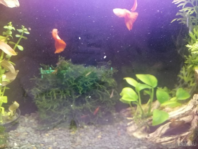 Улитка ампулярия