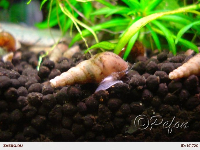 Мелания рыбка