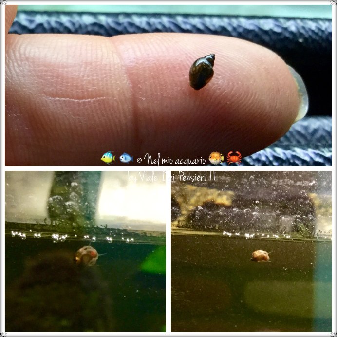 Акролюксы икра улиток