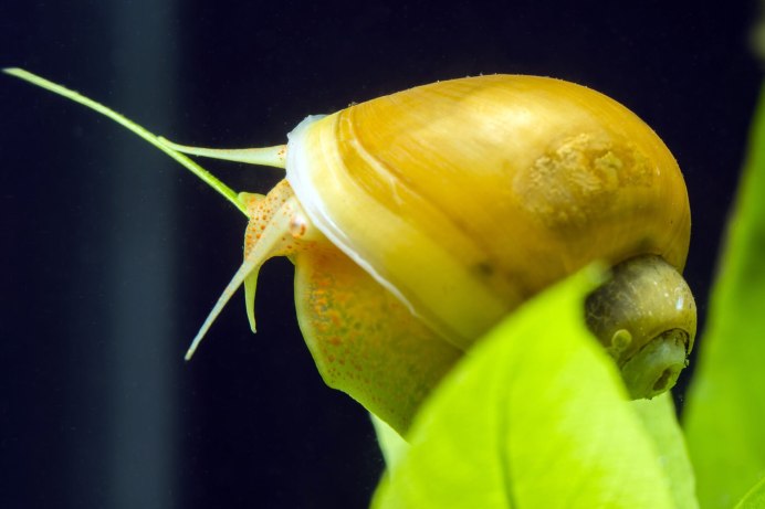 Обои на рабочий стол улитки