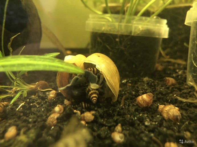 Хелена и ампулярии.