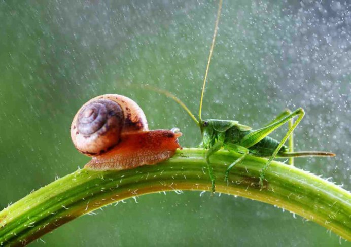 Ампулярия Жемчужная