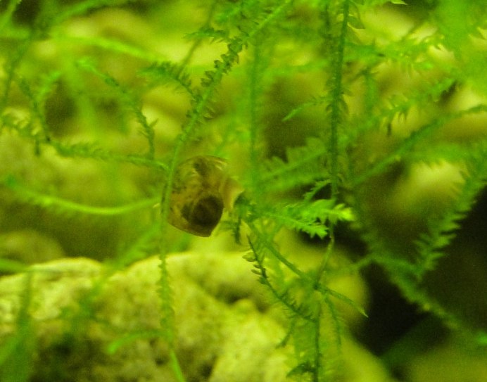 Улитки акролюксы