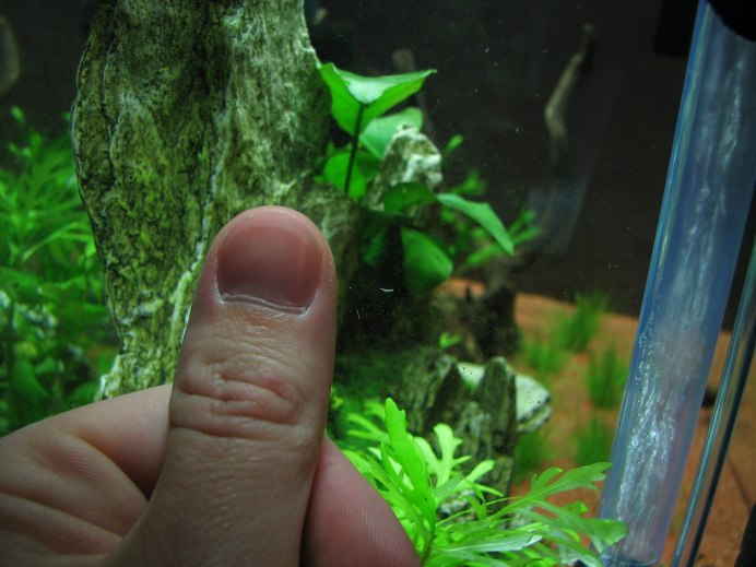 Планарии в аквариуме