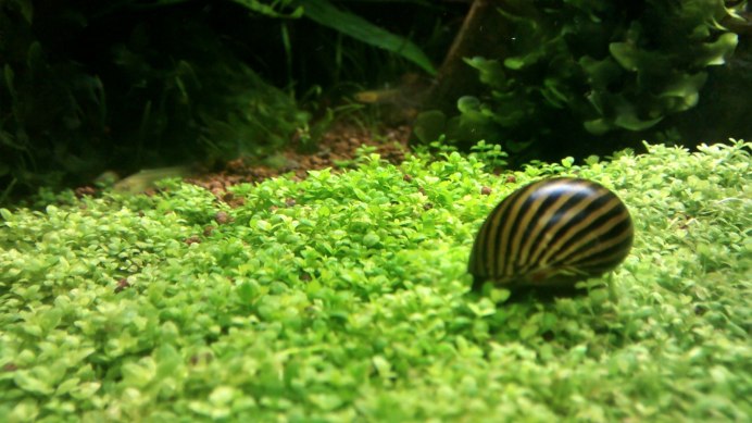 Улитка Неретина полосатая