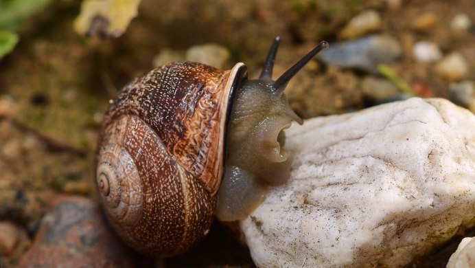 Речные улитки в домашних условиях