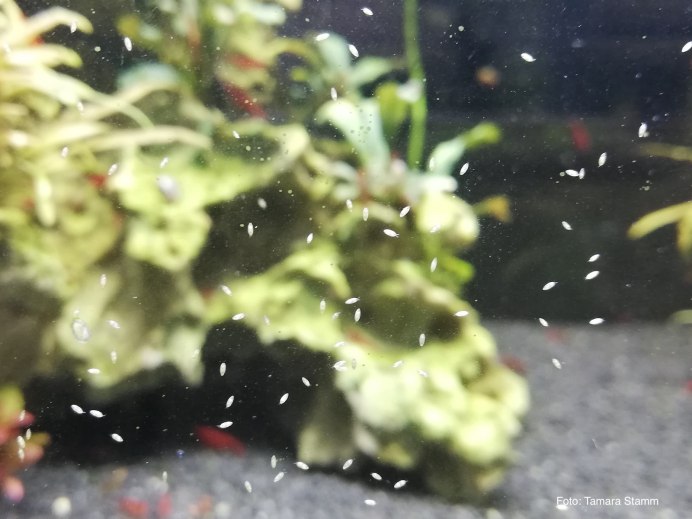 Акролюксы и остракоды