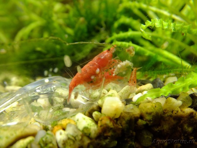 Личинки креветок в аквариуме