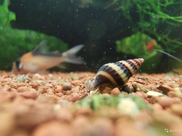 Улитка Хелена и ампулярии