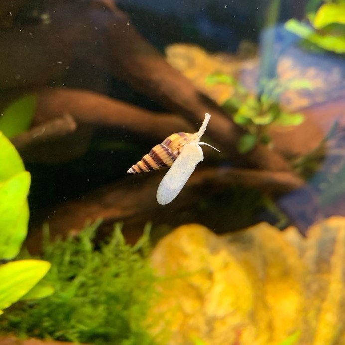 Улитка Хелена мальки