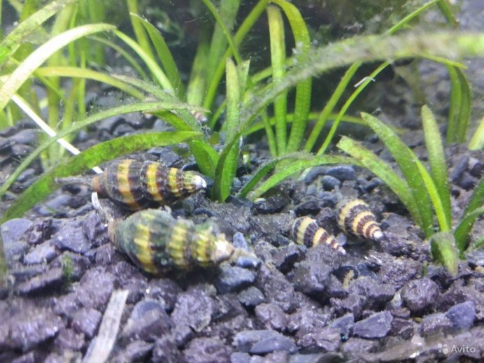 Улитка Хелена мальки