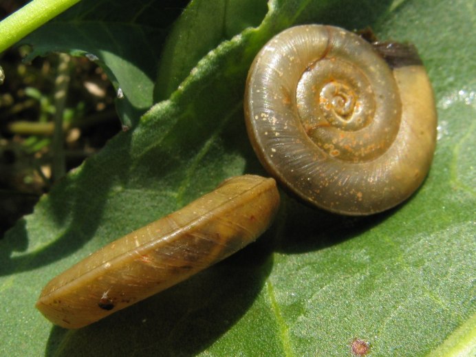 Икра улиток паразитов в аквариуме