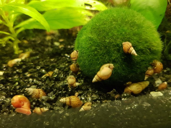 Алоэ улитка