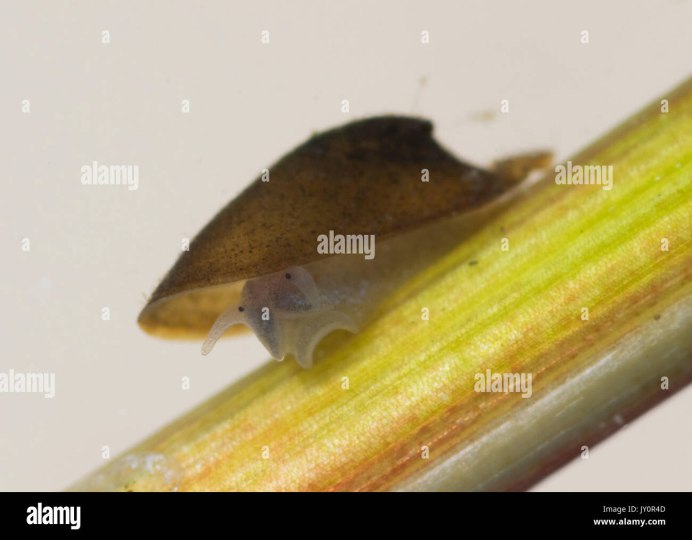 Радула брюхоногих моллюсков