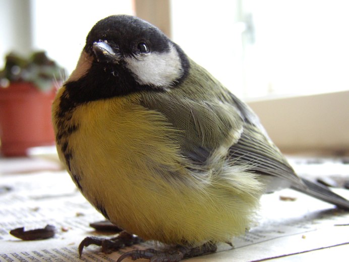 Домашняя синица