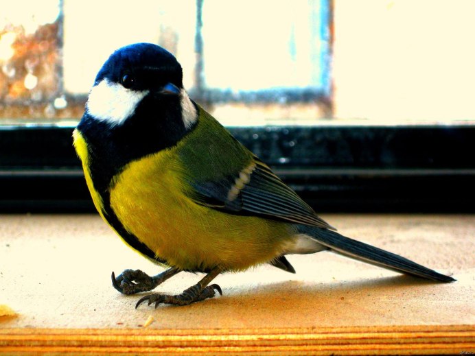 Дом для синичек