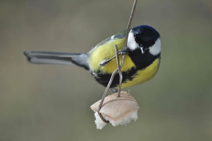 Синица зима