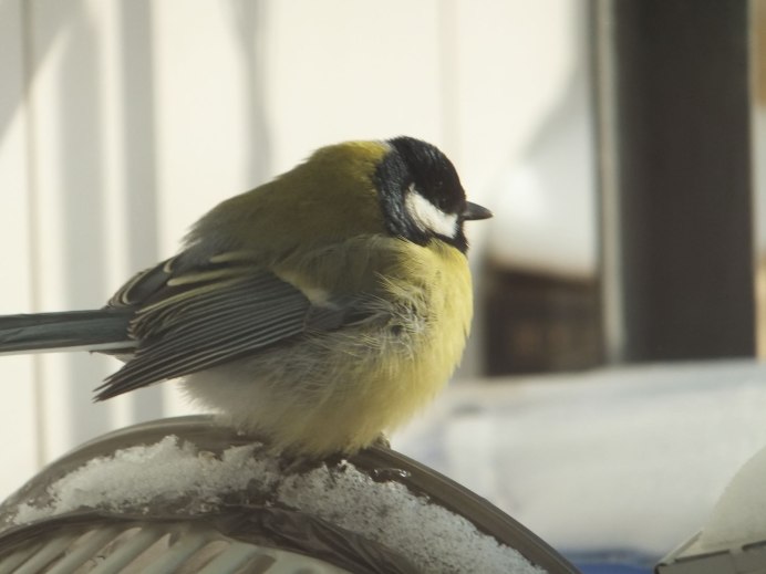 Толстая синичка